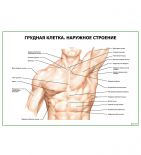 Грудная клетка. Наружное строение