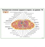 Поперечное сечение грудного отдела на уровне Т4