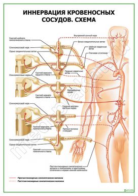 Иннервация кровеносных сосудов. Схема