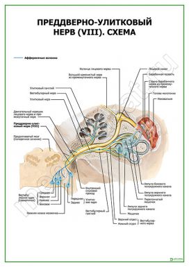 Преддверно-улитковый нерв (VIII). Схема