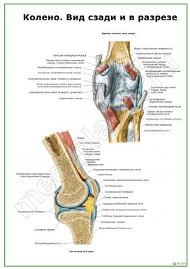 Колено. Вид сзади и в разрезе