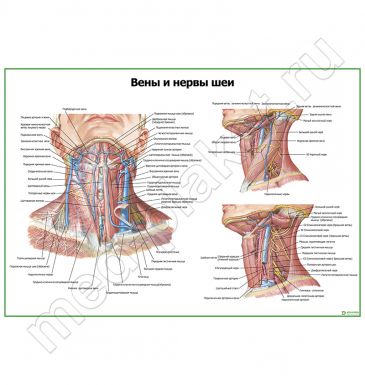 Вены и нервы шеи