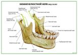 Нижнечелюстной нерв вид сбоку