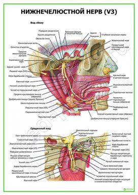 Нижнечелюстной нерв (V3)