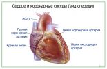 Артерии сердца