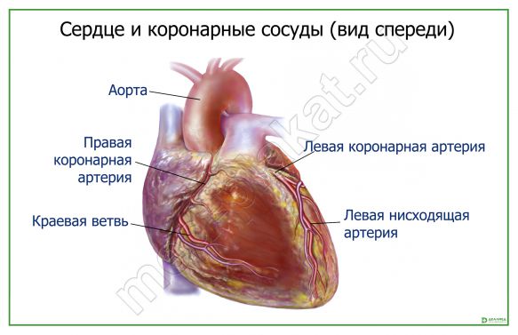 Артерии сердца
