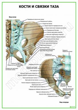Кости и связки таза
