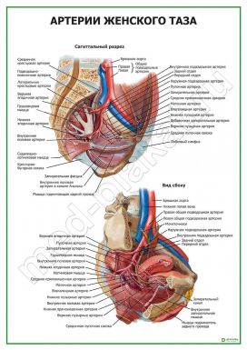 Артерии женского таза