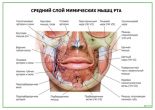 Средний слой мимических мышц рта