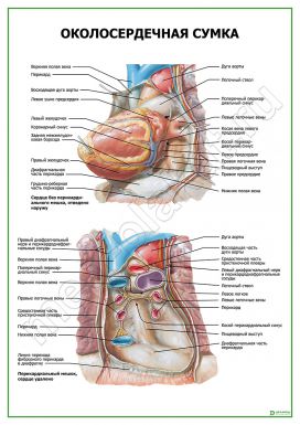 Околосердечная сумка