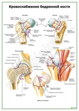 Кровоснабжение бедренной кости