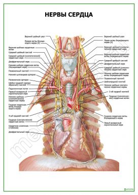 Нервы сердца
