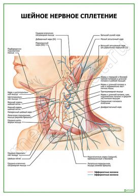 Шейное нервное сплетение