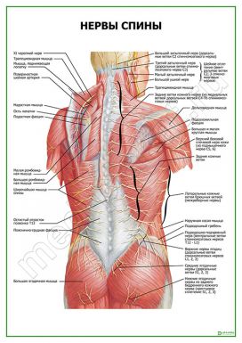 Нервы спины