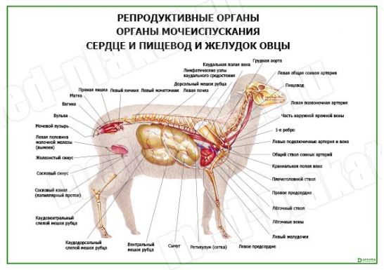 Репродуктивные органы органы мочеиспускания сердце и пищевод и желудок овцы