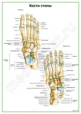 Кости стопы