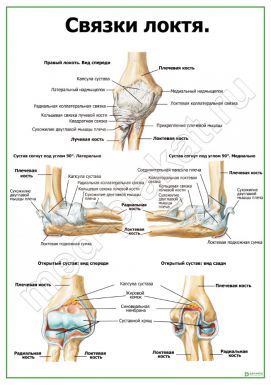 Связки локтя