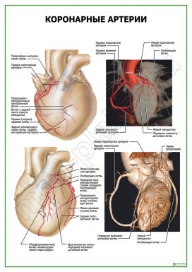 Коронарные артерии