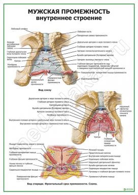 Мужская промежность. Внутреннее строение слой