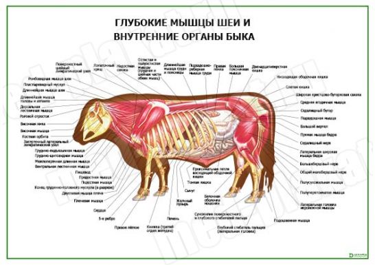 Глубокие мышцы шеи и внутренние органы быка