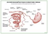 Изолированный желудок и кишечник свиньи