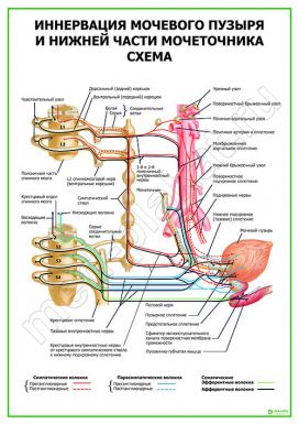 Иннервация мочевого пузыря и нижней части мочеточника. Схема