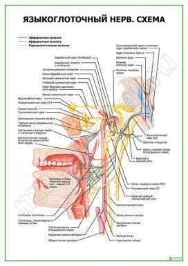 Языкоглоточный нерв. Схема