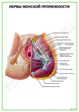 Нервы женской промежности