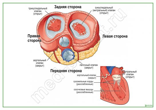 Клапаны сердца