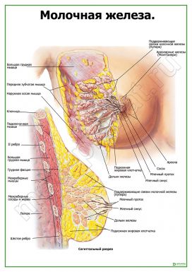 Молочная железа. Строение