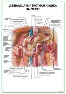 Двенадцатиперстная кишка. Расположение