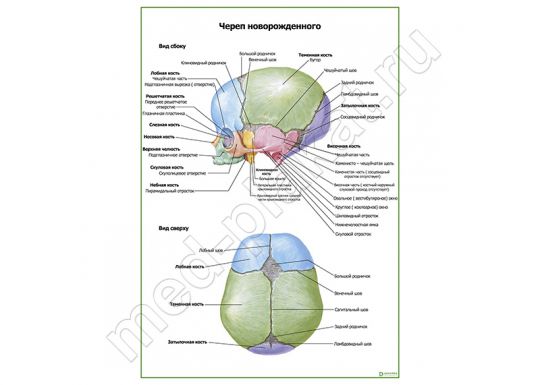 Череп новорожденного