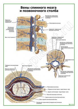 Вены спинного мозга и позвоночного столба