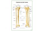 Строение костей голени