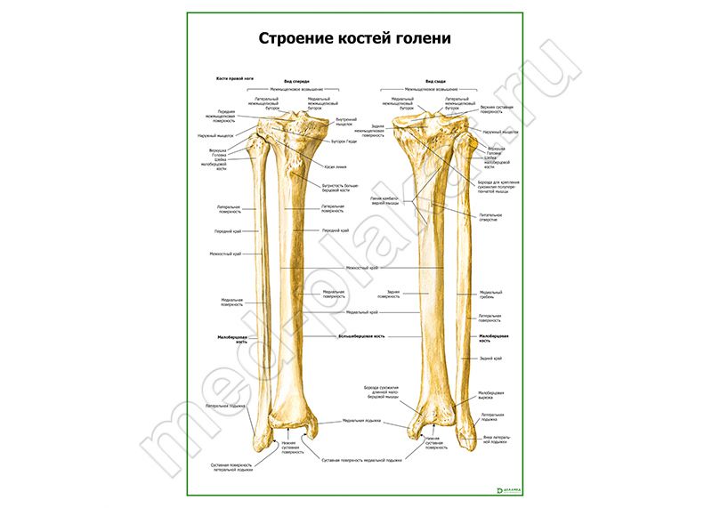 Голень У Человека Фото