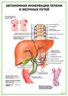 Автономная иннервация печени и желчных путей