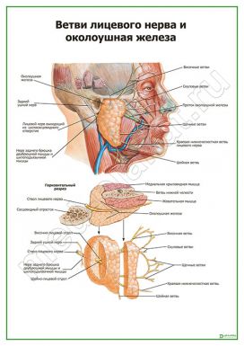 Ветви лицевого нерва и околоушная железа