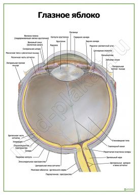 Глазное яблоко