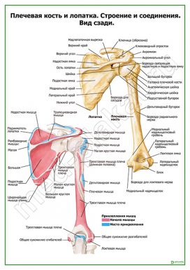 Плечевая кость и лопатка. Строение и соединения. Вид сзади