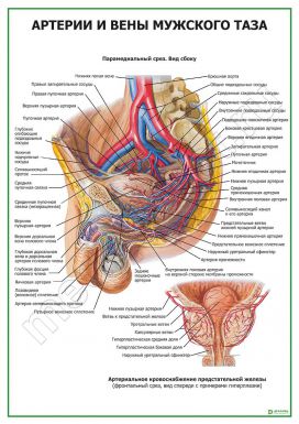 Артерии и вены мужского таза