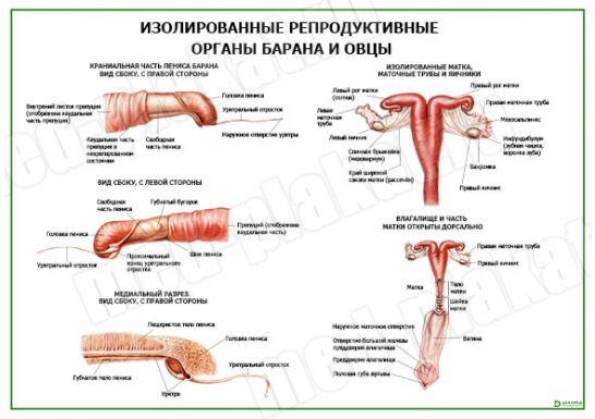 Изолированные репродуктивные органы барана и овцы