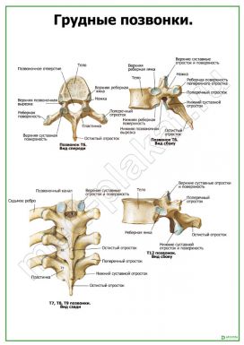 Грудные позвонки