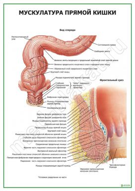 Мускулатура прямой кишки