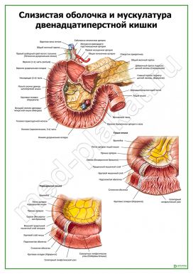 Слизистая и мышцы 12-типерстной кишки