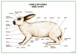 Самец кролика. Вид сбоку