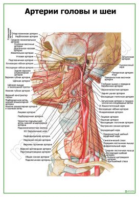 Артерии головы и шеи