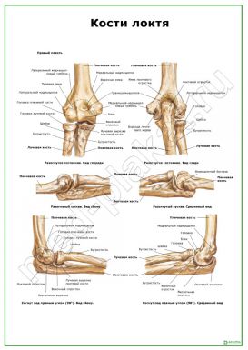 Кости локтя