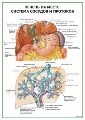 Печень. Сосуды и протоки