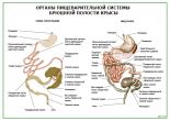 Органы пищеварительной системы брюшной полости крысы