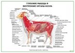 Глубокие мышцы и внутренние органы козла